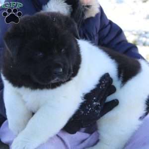 Lily, Akita Puppy